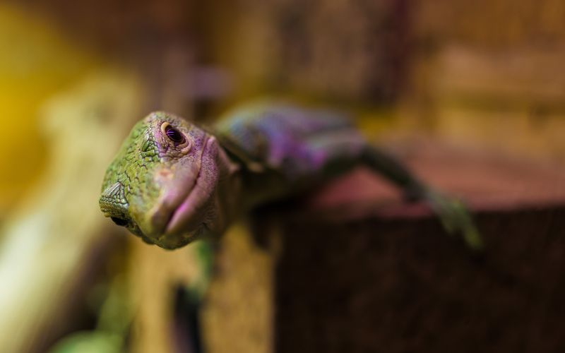 Neugieriger Gecko